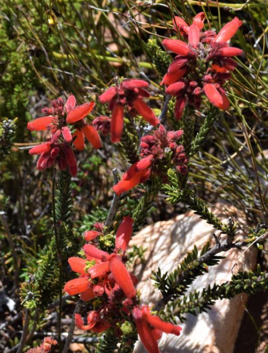 Kwiat Erica cerinthoides
