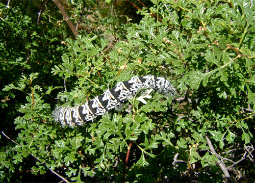 Gąsienica mopane