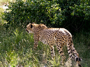 Gepard