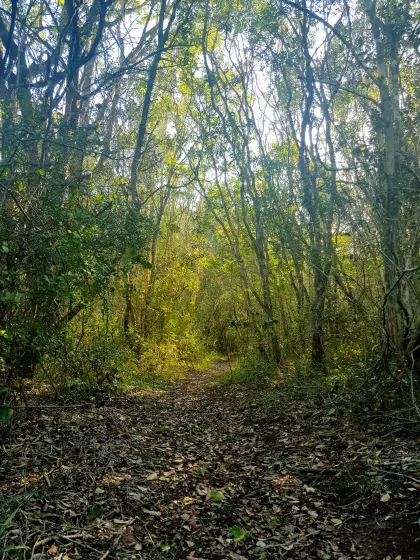 Nieprzenikniony Knysna Forest w okolicach Knysny