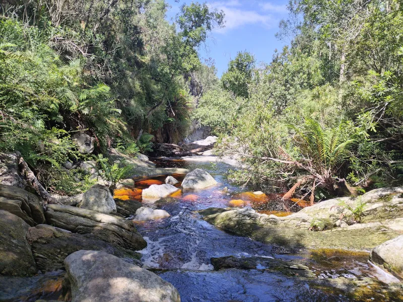Las Outeniqua w RPA
