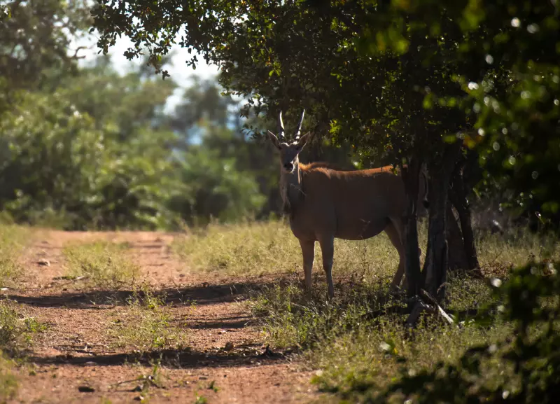 Eland Zwyczajny