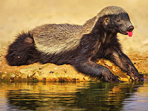 Honey badger