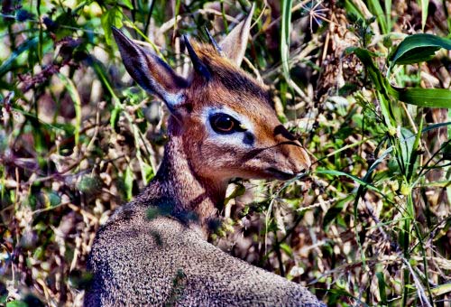 Antylopa Madoqua