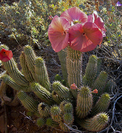 Hoodia